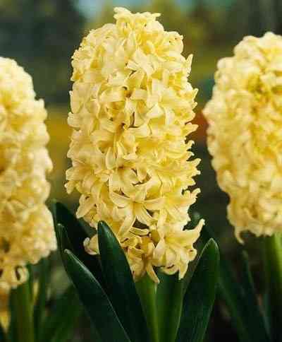 Зюмбюл жълт (Hyacinthus City of Haarlem)